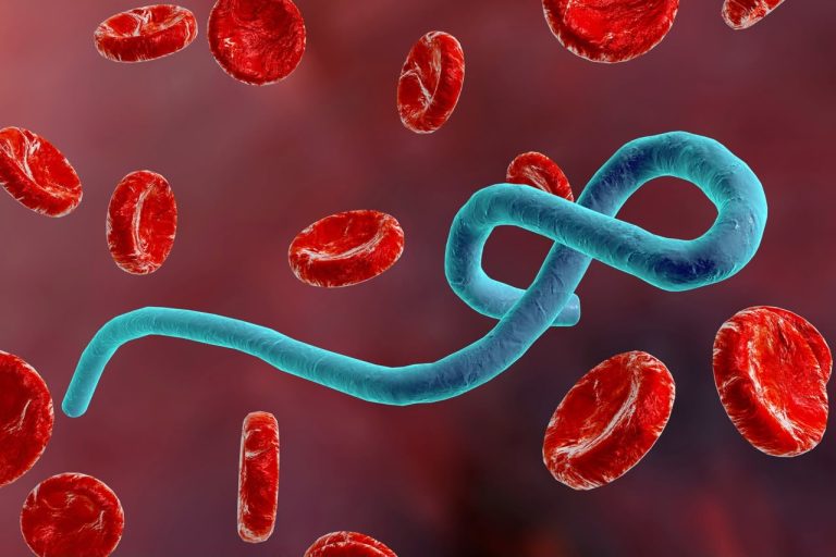 Ebola et Marburg : réflexion à haute voix sur ces deux fléaux qui interpellent notre nation