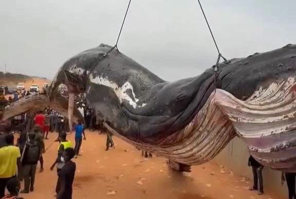 Muanda : une baleine de 12 tonnes évacuée trois jours après son échouage