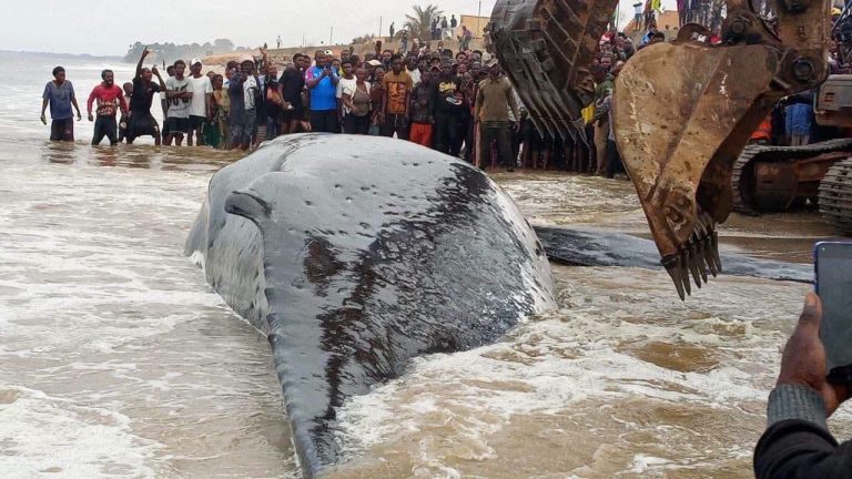 Kongo Central : la baleine échouée à Moanda n’a pas survécu malgré les opérations de sauvetage
