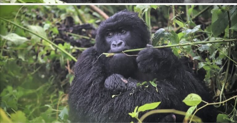 Parc national des Virunga : un nouveau bébé gorille de montagne au sein de la famille Humba